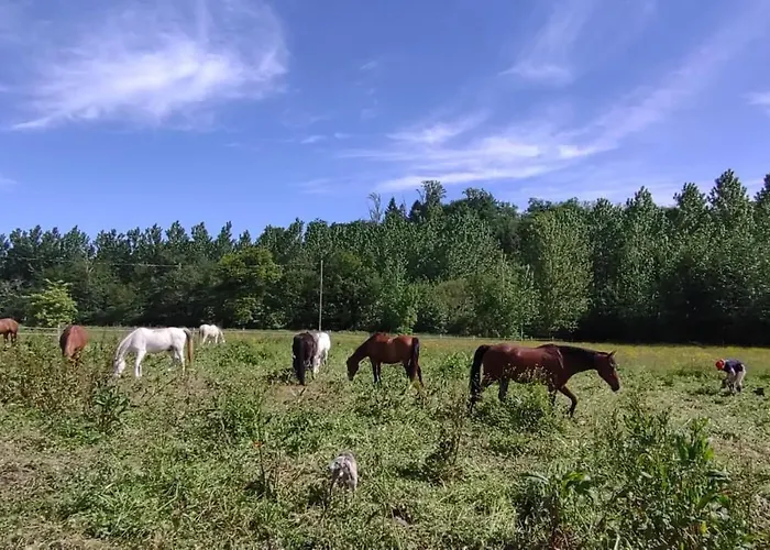 Ferme Equestre 9 A 12 Places Holiday home *